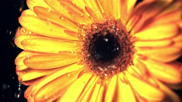 Super Slow Motion Water Droplets Drip on the Yellow Flower Gerbera