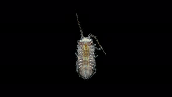 Crustacea Isopoda of Janiridae family under microscope, Malacostraca Class