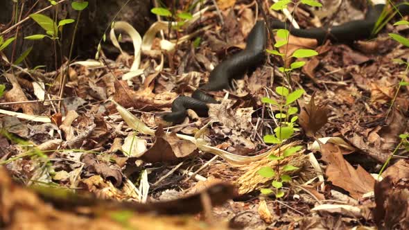 a black snake in the forest