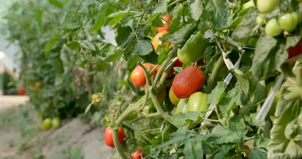 Fresh Tomato Farm