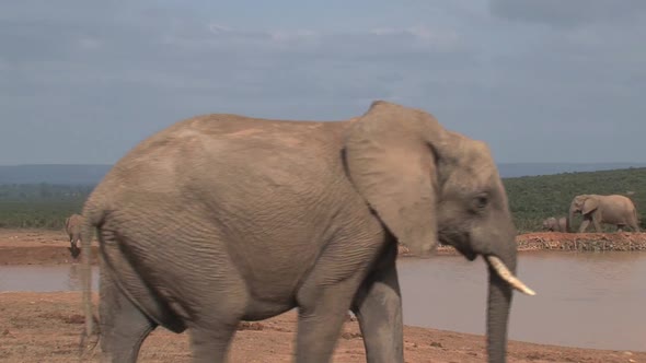 Herd of African Elephants 