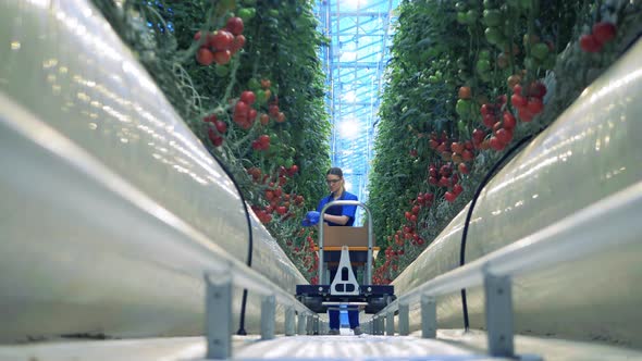 Worker Picks Ripe Tomatoes in Greenhouse. Ripe Tomatoes, Vegetable Harvest Concept.