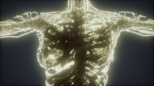 Colorful Human Body Animation Showing Bones and Organs alt