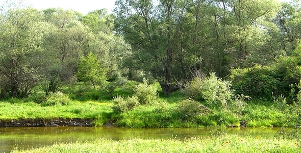 Herd of Cows ( Miniature Effect) 1 alt