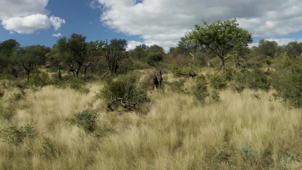 Aerial View of Elephants walk in the savana, Balule Nature Reserve, Maruleng NU.