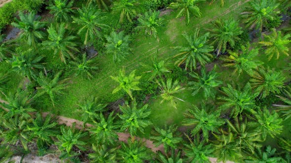 Drone fly over beautiful coconut plantations