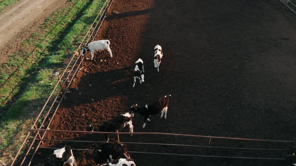 Top Down View of a Cowshed Barn with Lots of Cows. Aerial Drone Shot. Cow Factory Farms.