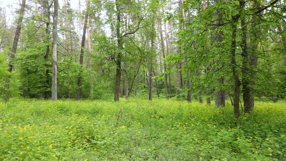 Summer Forest with Pine Trees Slow Motion