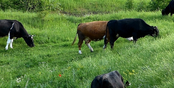 Herd of Cows 3