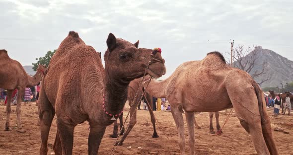 Camels at Pushkar Mela Camel Fair Festival in Field Eating Chewing