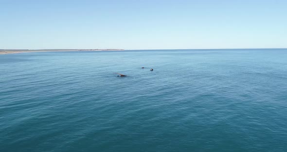 Aerial view of shipwreck. Abandoned rusty vessel in water