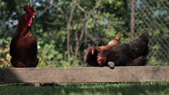 Rural domesticated chickens eat from mangers outside. Agriculture. Chickens in the yard alt