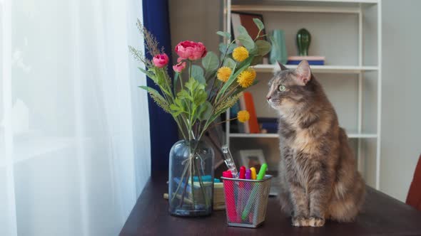 Cat Sitting on Table with Flowers in Living Room