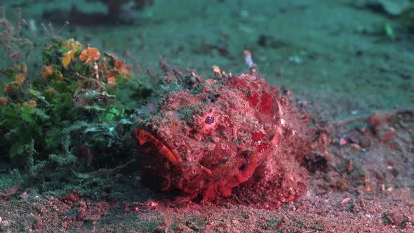 Rough Humpback Scorpionfish (Scorpaenopsis macrochir) sitting on reef in the Philippines