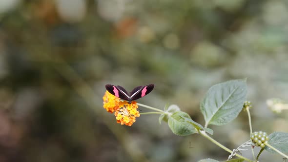 Red Postman Butterfly Heliconius Erato Pollinating Yellow Flower