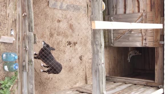 Aerial View of a Shelter for Stray Dogs