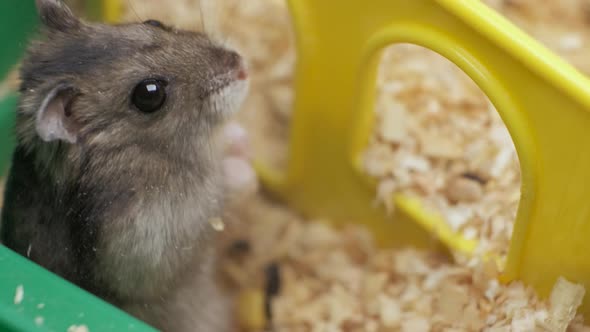 Small gray jungar hamster rats in yellow home cage.