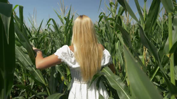 Pretty blond woman in white dress walking in cornfield, slow motion