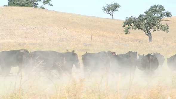 Herd of black Angus cattle running to a stop in a big dust cloud