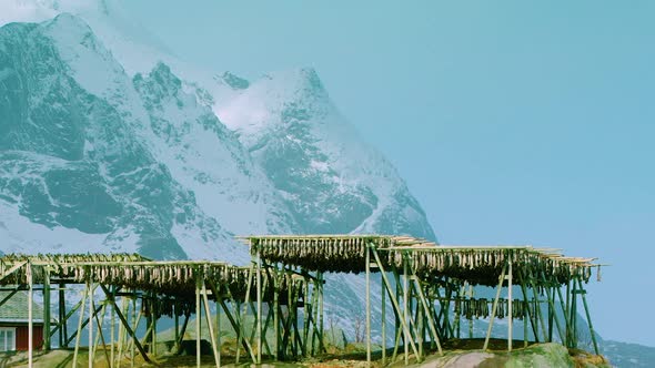 TILT UP REVEAL from drying stockfish to dramatic snowy mountains, Norway