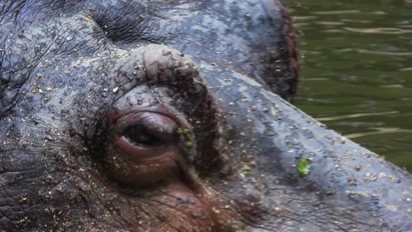 Macro close up of hippo eye closing and opening. Gimbal