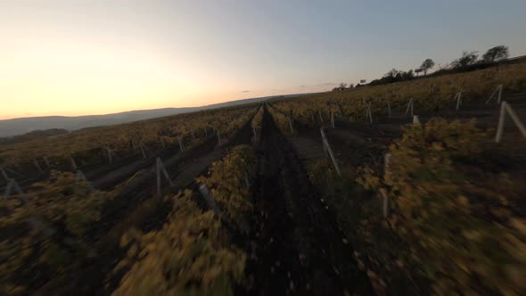 Brown Grapevine in Rows Grows on Hill Slope Fields Cinematic Fpv