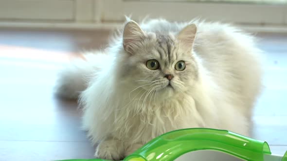 Cute Persian Cat Lying On Wooden Floor