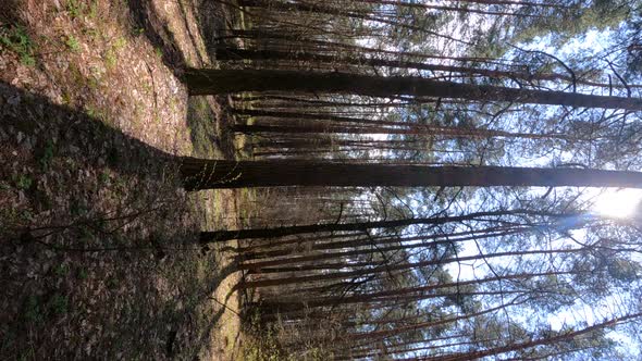 Vertical Video of the Forest Landscape Slow Motion