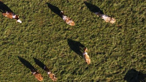 Catlle herd grazing on mountain pasture, aerial footage, rural scene, 4k UHD, dairy farm, traditiona