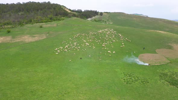 Sheeps grazing in green meadow.