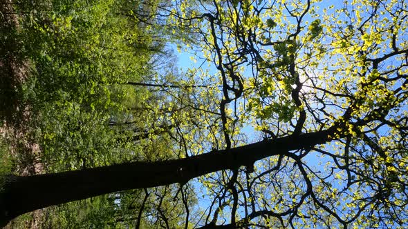 Vertical Video of the Forest in the Spring on a Sunny Day