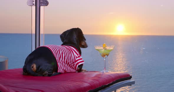 Funny Dachshund Dog Lies on Lounge Chair and Admires Beautiful Seascape at Dawn or Sunset