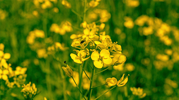 Yellow Oilseed Rape Flowers in the Field 795 alt