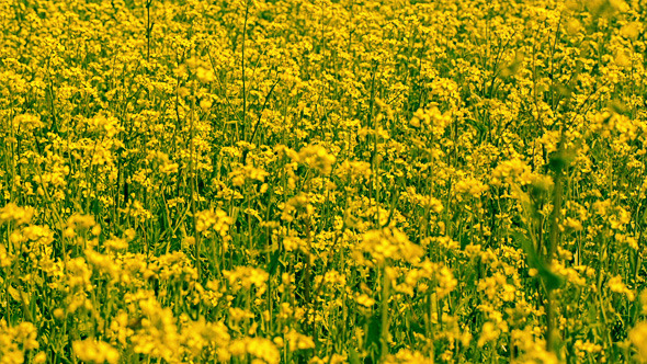 Yellow Oilseed Rape Flowers in the Field 796 alt