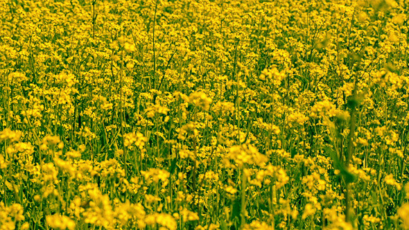 Yellow Oilseed Rape Flowers in the Field 796