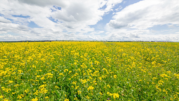 Yellow Oilseed Rape Flowers in the Field 799