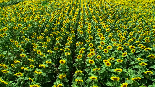 Aerial View Sunflowers Field