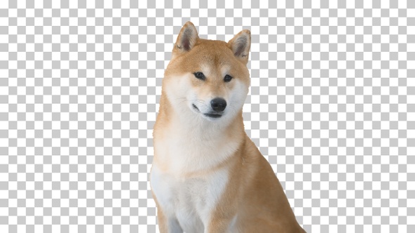 Shiba Inu sitting and looking around, Alpha Channel