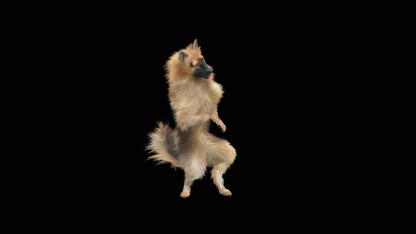 Dog Dance 4K