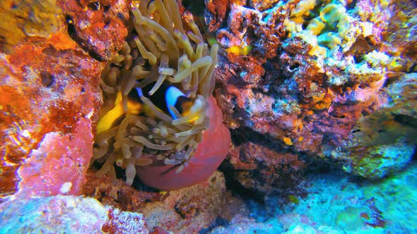 Underwater Tropical Anemone Clown Fish