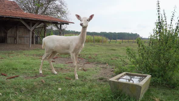 Young white deer staring