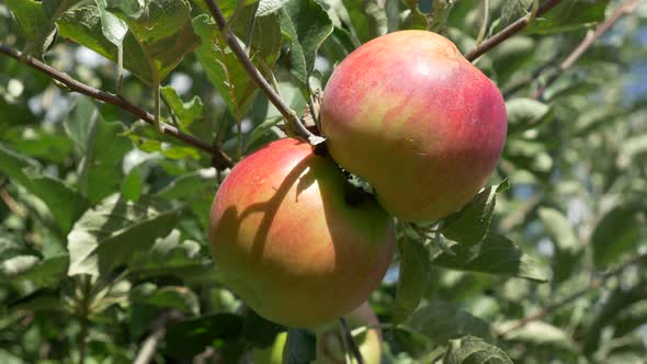 Organic  apple tree 4K 2160p UHD  footage - Juicy apples  4K 3840X2160 UHD high definition  video