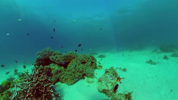 The Underwater World of a Coral Reef. Panglao, Philippines