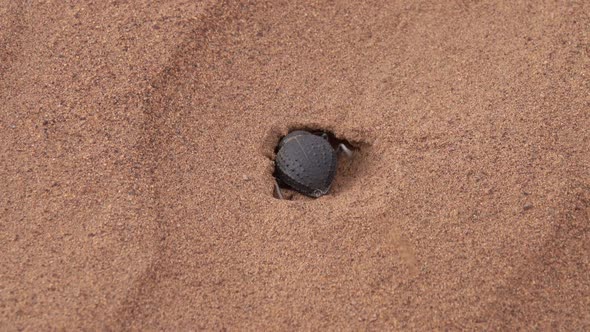 Scarab Beetle Digs Mink in Sand in Sahara Desert