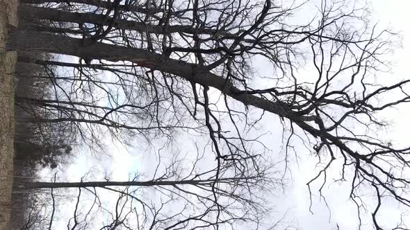 Vertical Video of the Forest with Trees Without Leaves