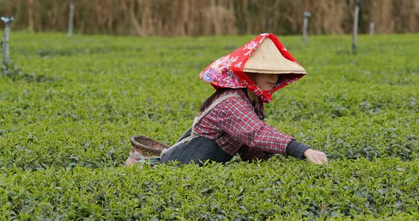 Woman pick green leave in the tea farm