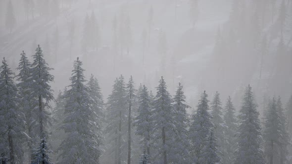 Morning Winter Forest in Carpathian Mountains