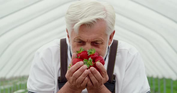 Smiling Senior Man Breathing Smell Fresh Strawberries