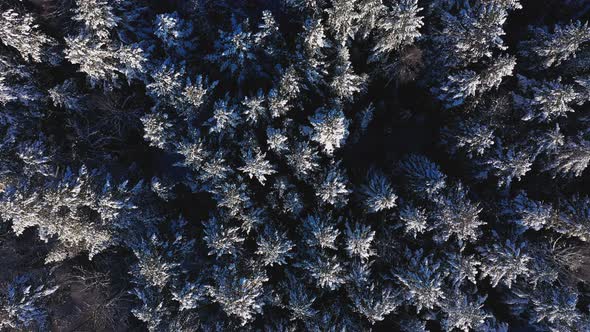 Cinematic Aerial View of a Cold Snowcovered Forest at the Top of a Hill