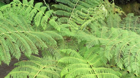 Zooming out on a very large green fern that is standing next to a paved pedestrian path